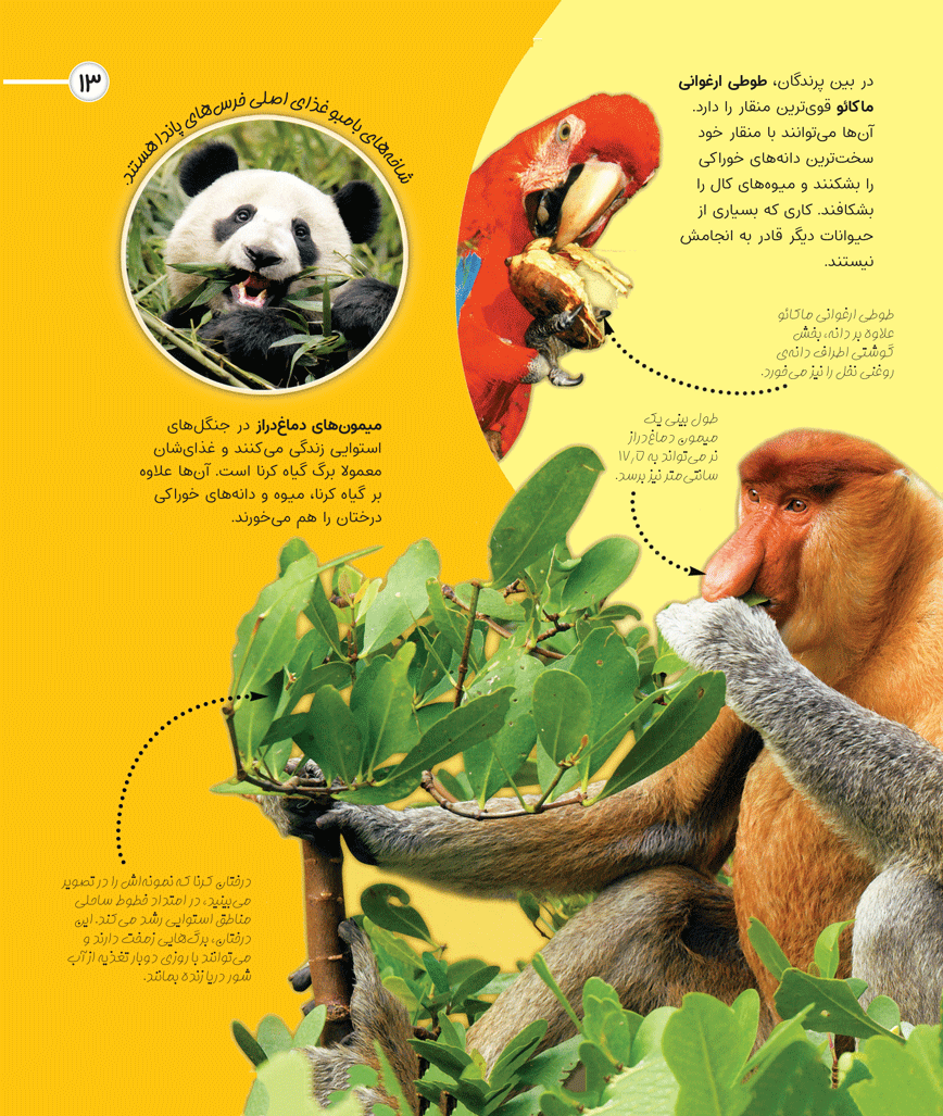 کاوشگران جوان – دنیای شگفت انگیز حیوانات