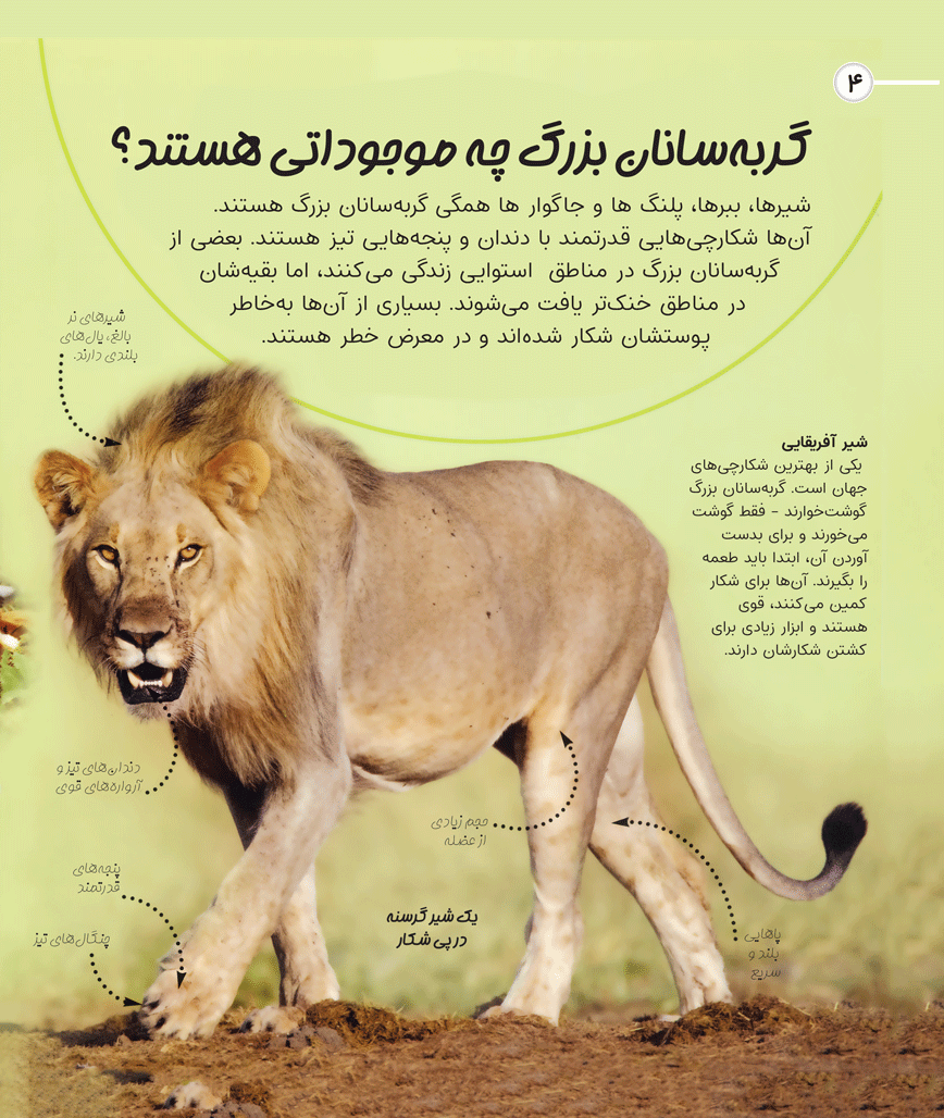 کاوشگران جوان- گربه‌سانان بزرگ