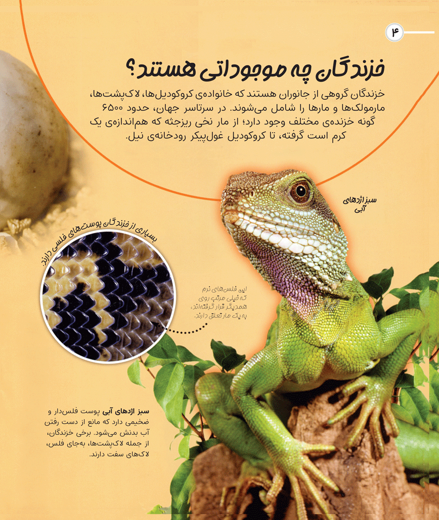 کاوشگران جوان- خزندگان